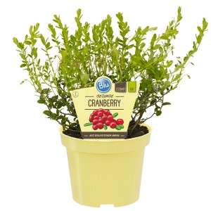 Blu Canneberge Bio en pot (env. 12 cm Ø). Sous-arbrisseau à feuilles persistantes avec baies acidulées.