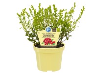 Blu Bio Grossfrüchtige Moosbeere Cranberry Vaccinium macrocarpon Topf Ø ca. 12 c