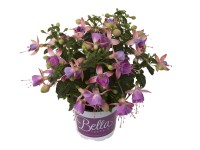 Fuchsie Jolly Fuchisa Topf Ø 12 cm