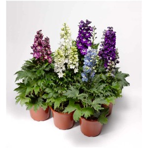 Mix di piante perenni estive in vaso (Ø 23cm) con vari colori di fiori come viola, blu e bianco.