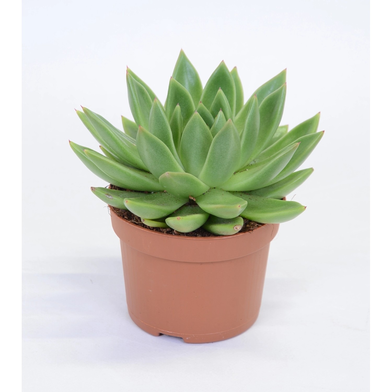 Echeveria Agavoides kaufen bei OBI