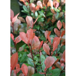 Photinia Little Red Robin in vaso, alta circa 30-40 cm, con foglie rosse.
