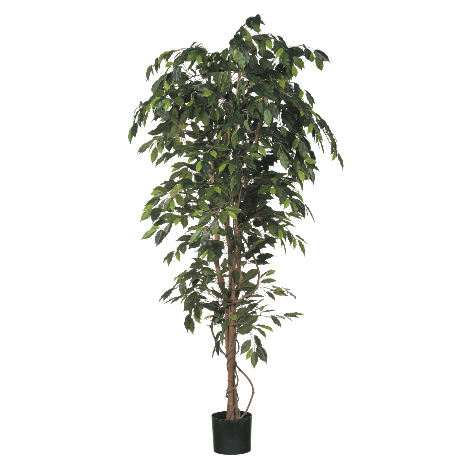 Mica Decorations Kunstpflanze Ficus Grn Topf  85 cm / Hhe 200 cm