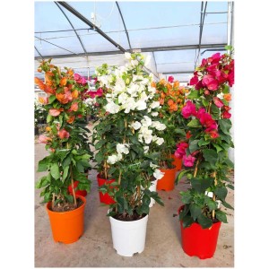 Assortimento di OBI Drillingsblume Alexandra in vaso (Ø 17 cm) con fiori colorati.