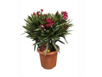 Oleander Nerium oleander Busch Mix Topf Ø 18 cm / 1 Stk.