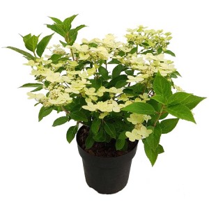 Ortensia paniculata Switch Ophelia® in vaso, con fiori chiari e foglie verdi.