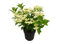 Rispenhortensie Switch Ophelia® Hydrangea paniculata Topf Ø 15 cm
