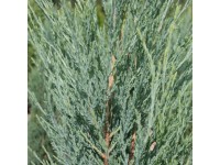 Blauer Raketenwacholder Blue Arrow Juniperus Topf 15 l