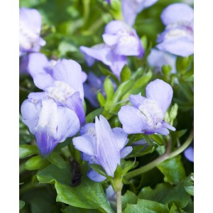 Mazus reptans blu in vaso da 9 cm, pianta tappezzante per laghetto.