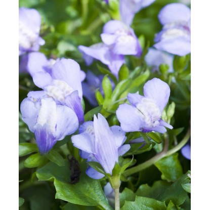 Gueule à lèvres Violet Pot Ø env. 9 cm