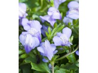 Lippenmäulchen Violett Topf Ø ca. 9 cm