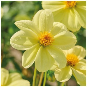 Primo piano di una dalia 'Yellow Sneezy' giallo brillante di Grow by OBI. Perfetta per aiuole e vasi.