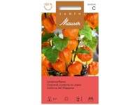 Lampionpflanze Lampionpflanze