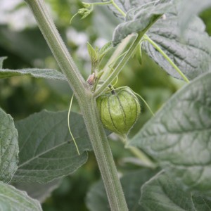Physalis Blu en pot (env. 12 cm) : Fruit vert en forme de lanterne sur tige avec feuilles.