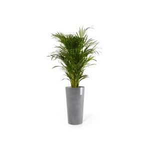 Pot de fleurs haut Ecopots Amsterdam, gris, 76 cm, avec plante verte, pour intérieur et extérieur.