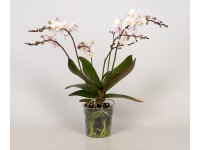 Schmetterlingsorchidee Softcloud Phalaenopsis 3 - 5 Trieber Topf Ø 12 cm Schmetterlingsorchidee Softcloud Phalaenopsis 3 - 5 Trieber Topf Ø 12 cm