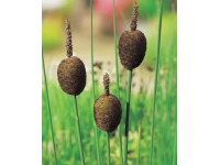 Zwerg Rohrkolben Braun Topf Ø ca. 18 cm