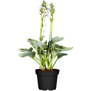 Hosta ibrida da giardino in vaso (Ø 19 cm) con foglie verdi e fiori bianchi.