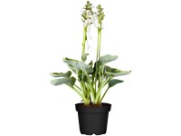 GROW by OBI Garten-Funkie Hosta Hybride Topf Ø 19 cm