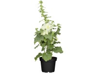 GROW by OBI Stockrose Alcea rosea Topf Ø 19 cm