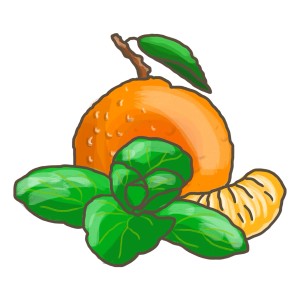 Illustration : Mandarine avec menthe, herbes de cuisine pour cocktails et desserts.