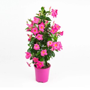 Dipladenia Sundevillea rose en pyramide en pot, env. 60-80 cm.