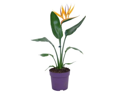 Paradiesvogelblume mit Dekoblte Strelitzia reginae Topf  ca. 13 cm