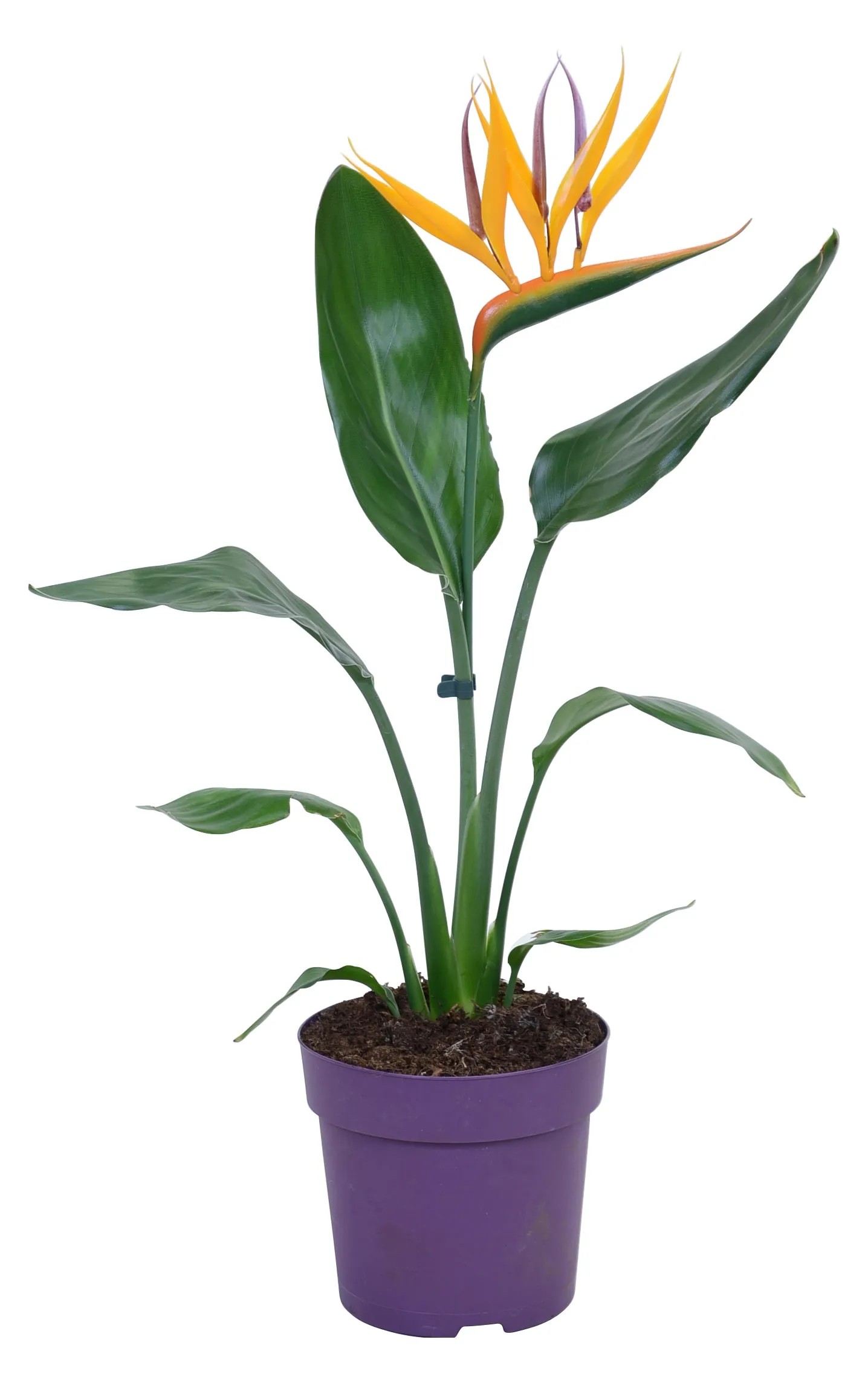 plants synonym Synonym Posters main image 0