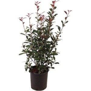 Fotinia Carré Rouge in vaso, alta circa 60 cm, con foglie rosse.
