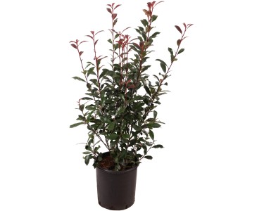 Glanzmispel Carr Rouge Photinia fraseri Topf 12 l