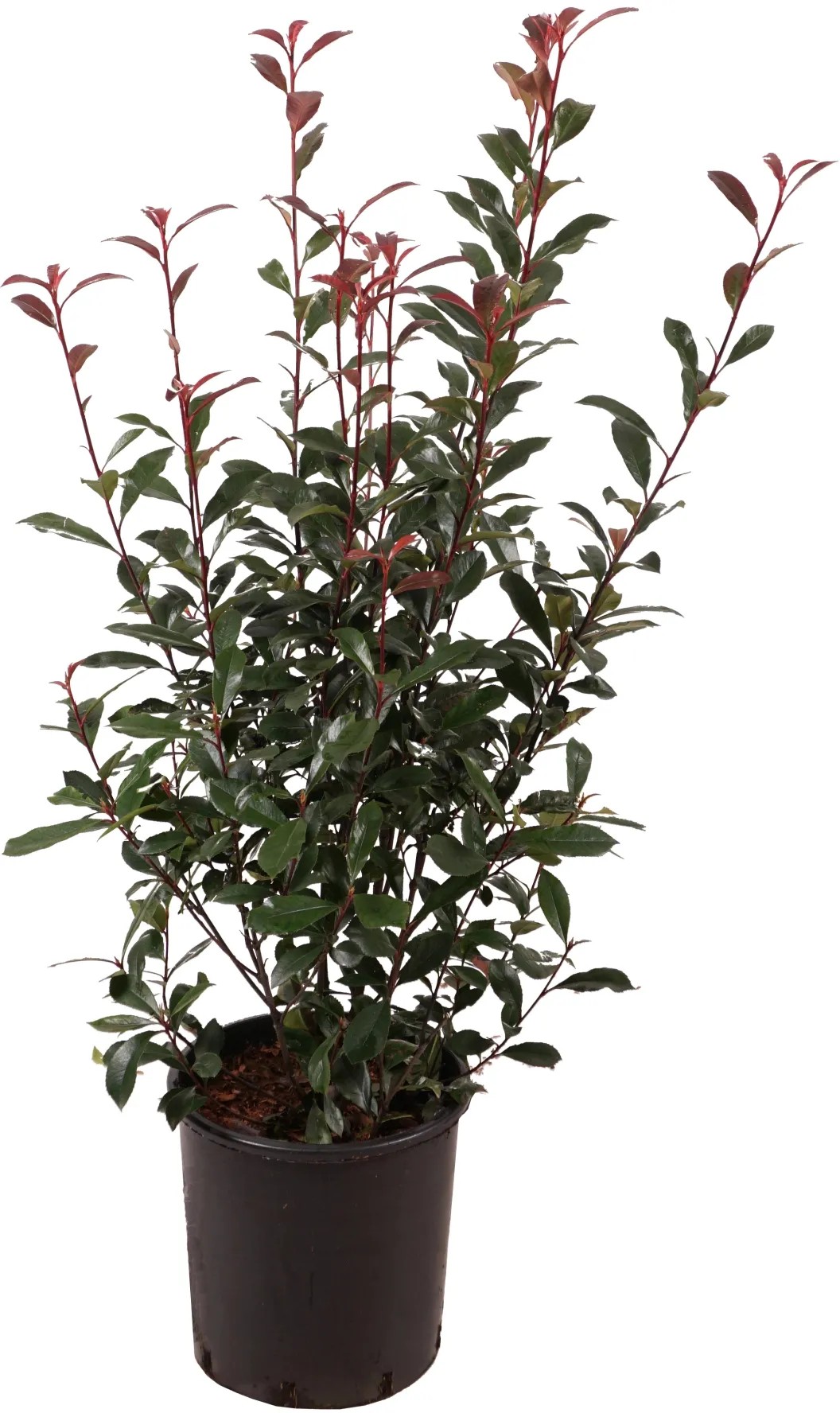 Glanzmispel Carr Rouge Photinia fraseri Topf 12 l