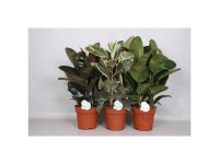 Feigenbaum Ficus elastica Mix Topf Ø 24 cm / Höhe 75 cm / 1 Stk.