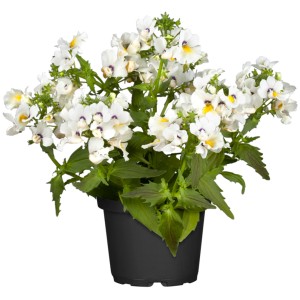GROW by OBI Elfenspiegel en pot, Némésie blanche avec des accents jaunes. Plante de massif pour emplacements ensoleillés.