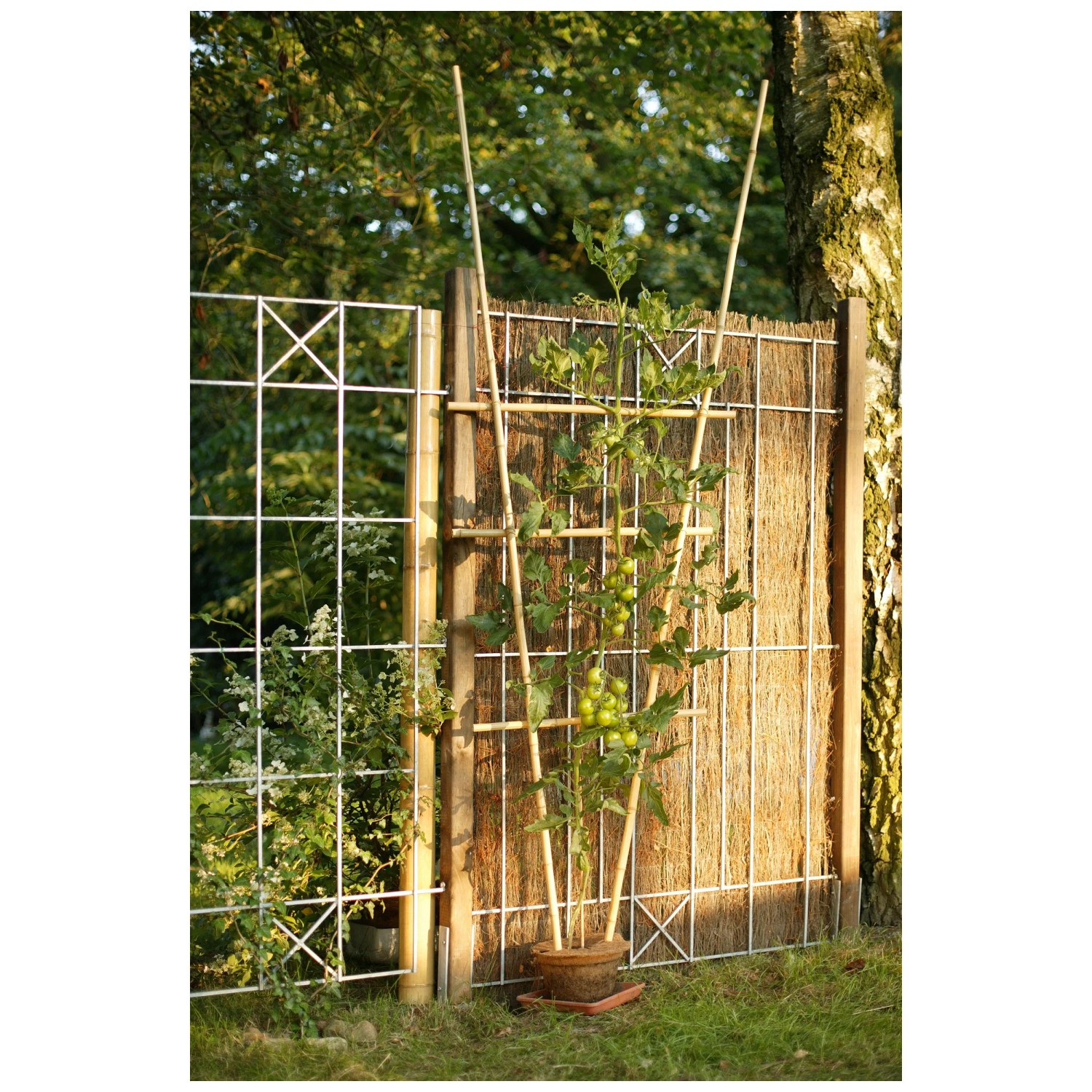Videx Garden Tonkin-Bambusstab unbehandelt  1,7 cm / Hhe 200 cm