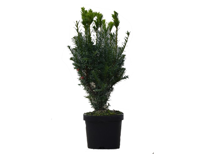 Fruchtende BecherEibe "Hicksii" Dunkelgrün 2,5 l kaufen bei OBI