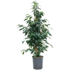Ficus kaufen bei OBI