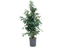 Hydropflanze Birkenfeige Ficus Danielle Topf Ø 18 cm / Höhe 120 cm