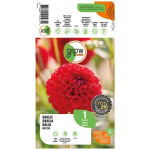 Grow by OBI Dalia Nescio Rossa, 1 pz. Bulbo da fiore con fiore compatto rosso.