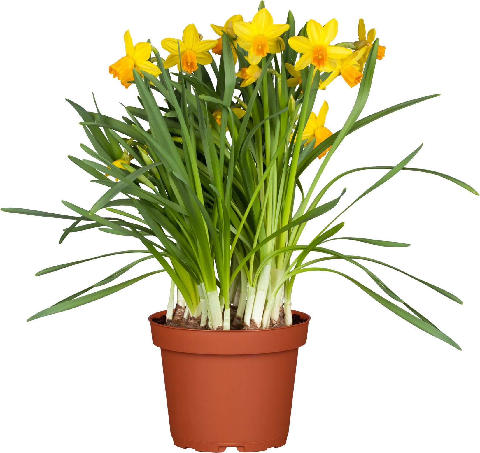 Narzisse "Jetfire" TopfØ 11 cm Narcissus kaufen bei OBI