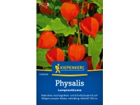Kiepenkerl Physalis Lampionblume Physalis alkekengi var. franchetii