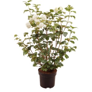 Palladi neve 'Roseum' in vaso, altezza circa 100 cm, con fiori bianchi.
