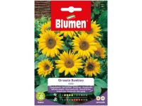 Blumen Sonnenblume Helianthus annuus Bambino Blumen Sonnenblume Helianthus annuus Bambino
