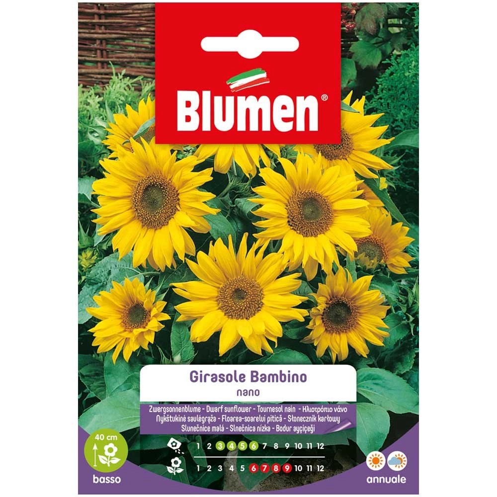 Blumen Sonnenblume Helianthus annuus Bambino kaufen bei OBI