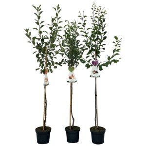 Mélange d'arbres fruitiers demi-tiges en pot, variétés variées, env. 70 cm de haut.
