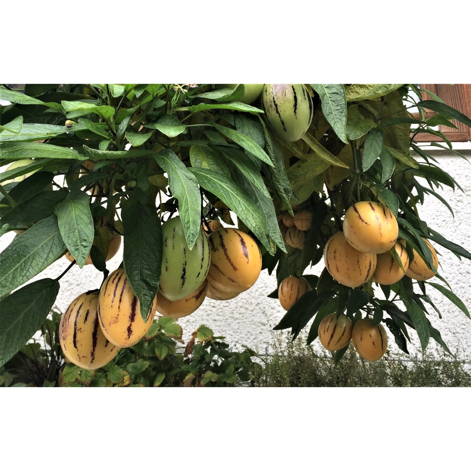 Melonenbirne Im Kubel Pflanzen