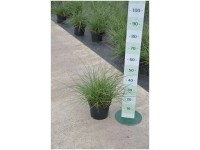 Chinaschilf Miscanthus sinensis Adagio Container 6 l Chinaschilf Miscanthus sinensis Adagio Container 6 l