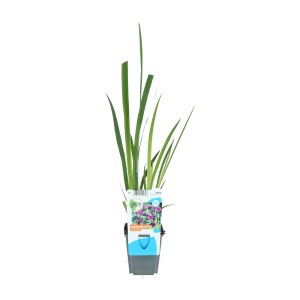 Iris giapponese Lila in vaso da 9 cm. Iris kaempferi decorativa per la zona umida.