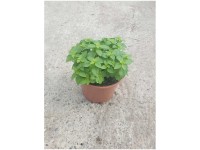 Basilikum griechisch Bio Topf Ø 13 cm