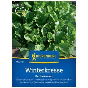 Semi di crescione invernale Kiepenkerl Barbarea, foglie verdi. Semi di erbe ricchi di vitamine per insalata e raccolto invernale.