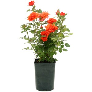 Bienenrose im Topf, orangefarbene Bodendeckerrose mit grünen Blättern.